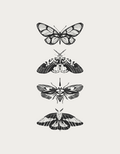 Load image into Gallery viewer, Butterfly Poster
