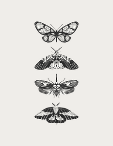 Butterfly Poster